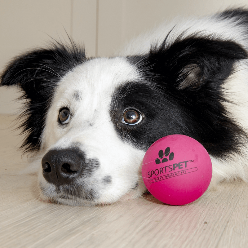 Hund mit pinkem AIRBALL 70 mm von SPORTSPET