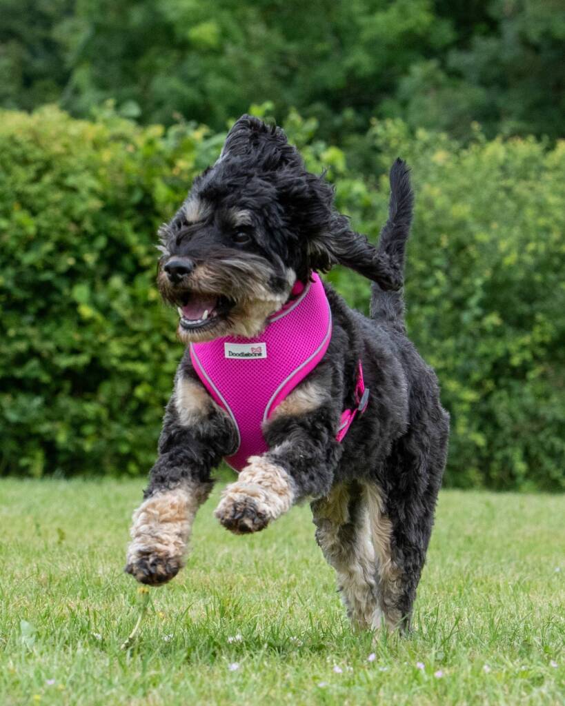Hunde Geschirr Airmesh von Doodlebone® an spielfreudigem Hund