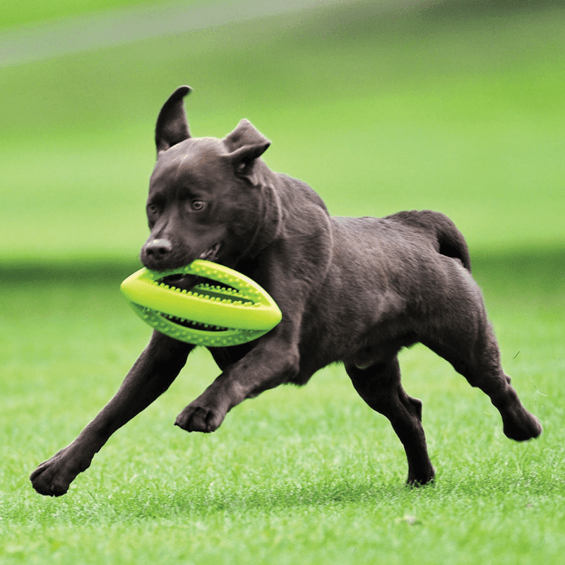 Grubber interaktiver großer Rugbyball von Happy Pet mit spielendem Hund