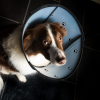 animalsilver Pet Airs - verstellbare Halskrause für Katzen und Hunde