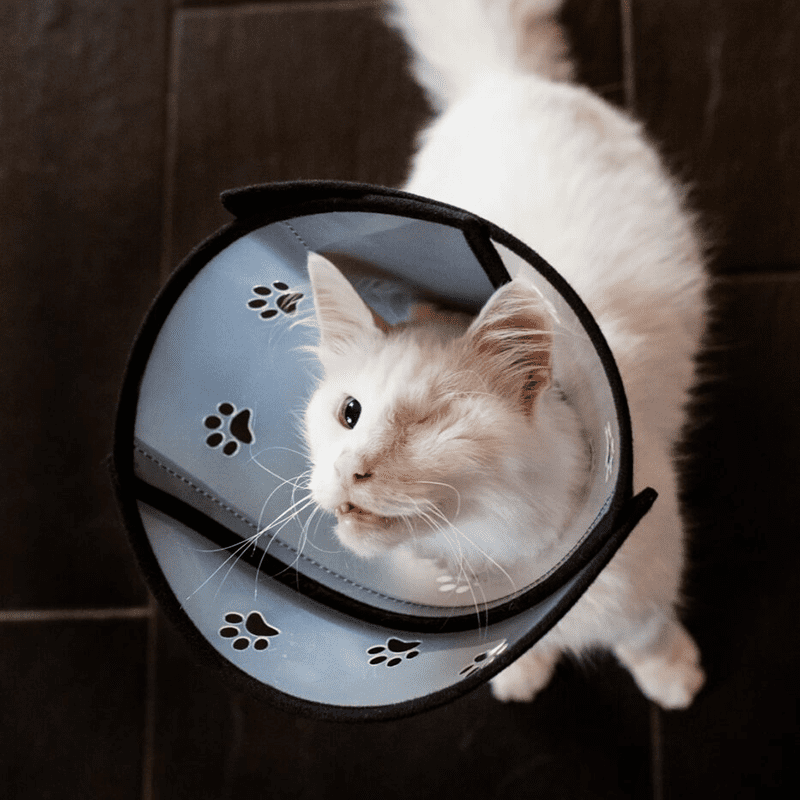 Einäugige Katze mit PetAirs von Animalsilver