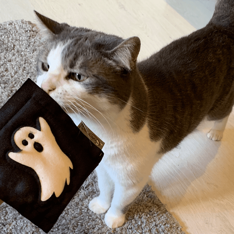 Halloween Motivkissen von 4cats schnüffelnder Katze