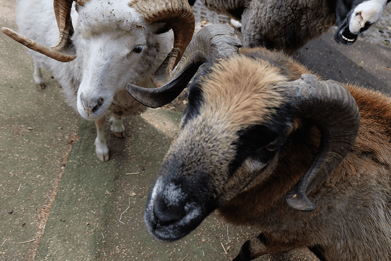 Von insgesamt 16 Bewohnern auf dem Gnadenhof in Stolberg zeigen sich hier zwei Schafe