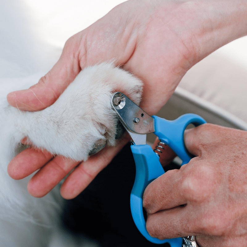 Sicherste Krallenschere für Zuhause ZenClipper von PerAnimal in den Größen XXS bis XXL in Gebrauch an Hundepfote von weißem Hund Detailaufnahme