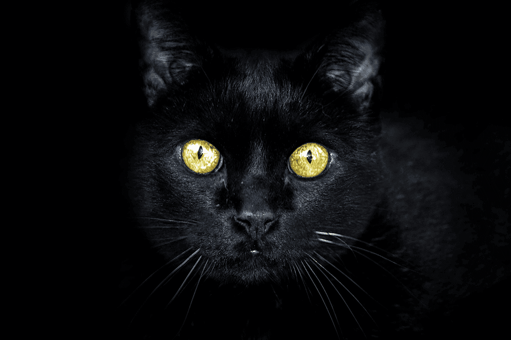 Schwarze Katze mit grünen Augen auf schwarzem Hintergrund
