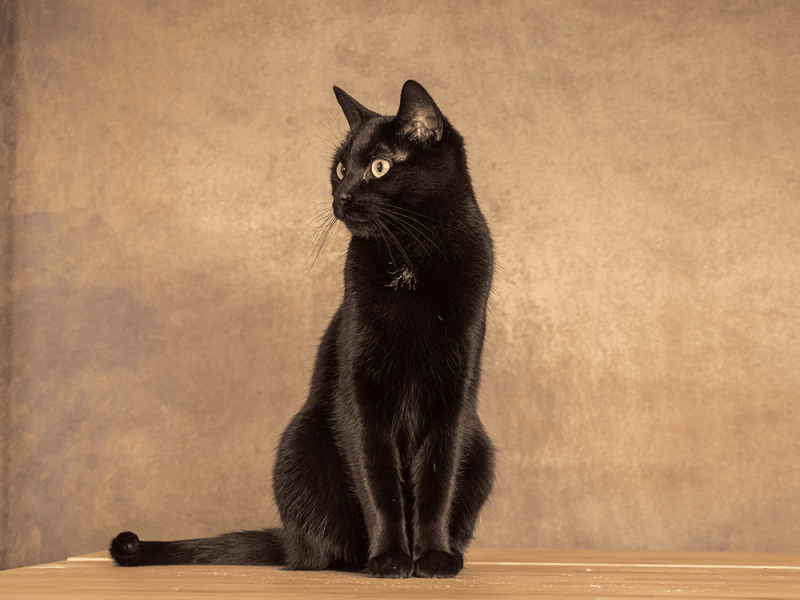 Schwarze Katze sitzend vor hellbraunem Hintergrund