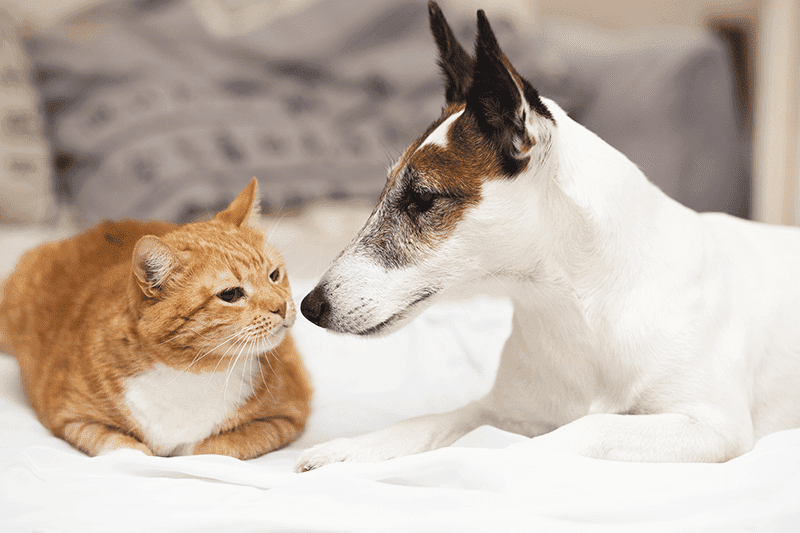 Katze und Hund beschnüffeln sich vorsichtig