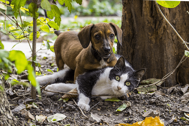 Katze und Hund spielen liebevoll miteinander