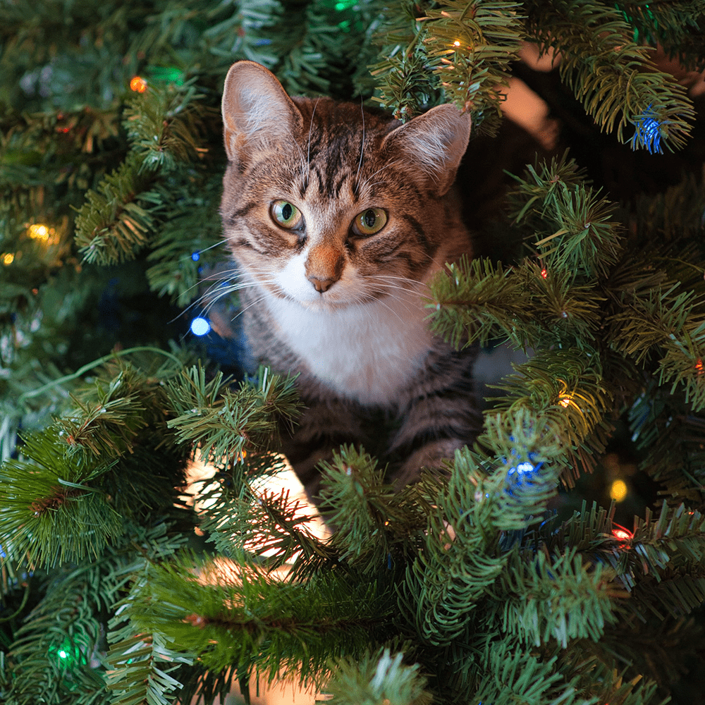 Katze an Weihnachten unter einem Tannenbaum