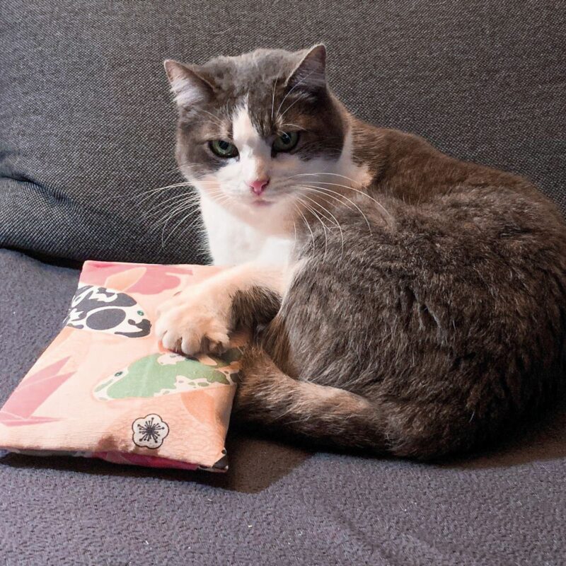 Katze spielt mit 4cats Katzenspielzeug Japan Raschelkissen auf Teppich