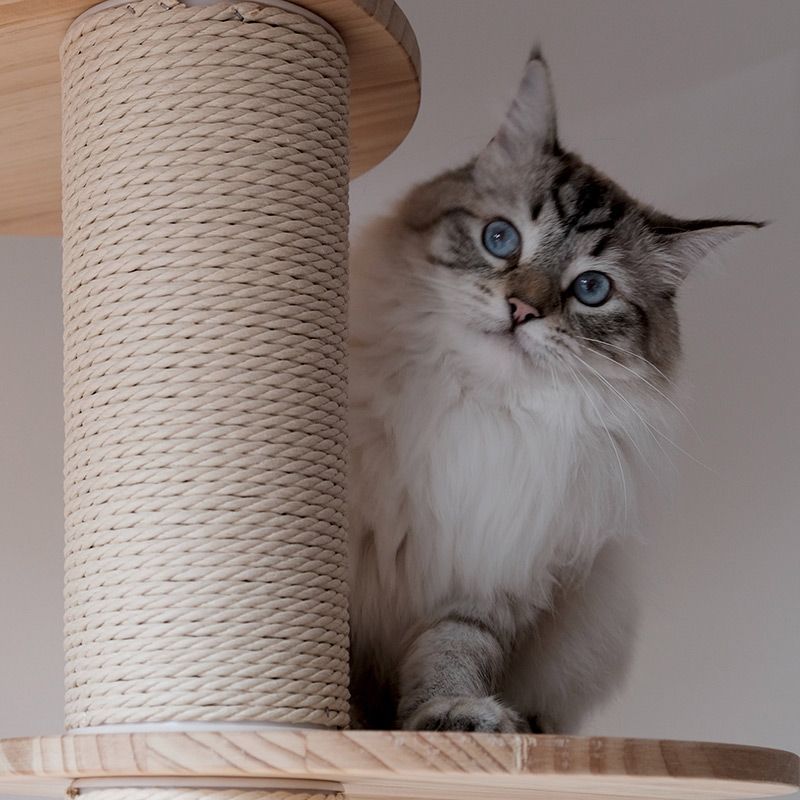 Grau weiß getigerte Katze auf Kratzbeuam-Beitragsbild für Blog 