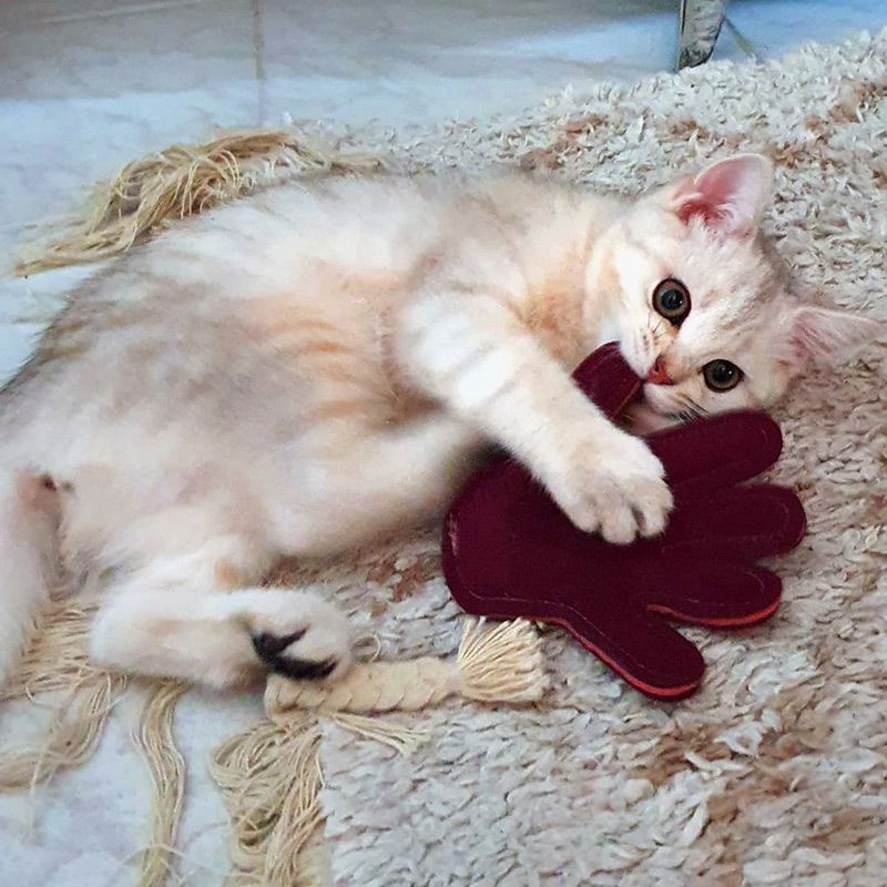 Kleine weiße BKH Katze spielt mit 4cats Schmusespielzueg Couples Hand 