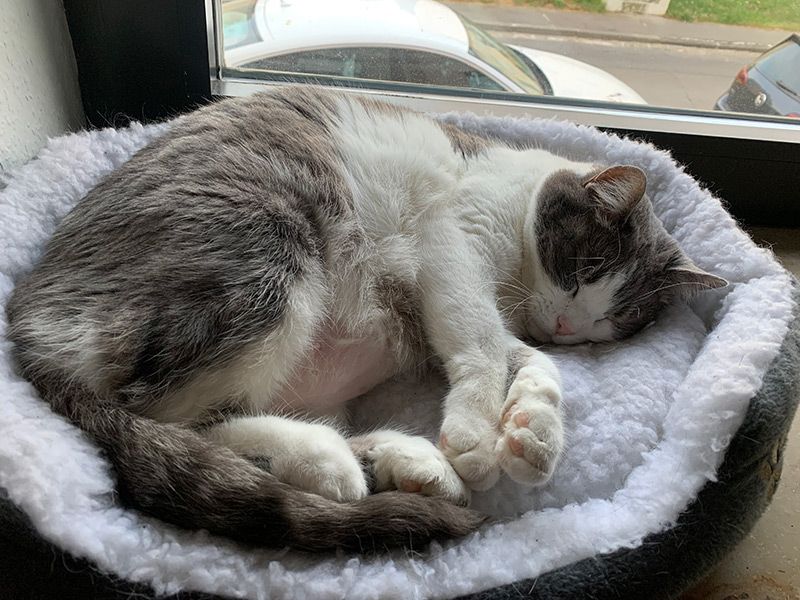 Weiß Grau getigerte Katze schläft in einem Katzenkorb_Beitragsbild für Blog 