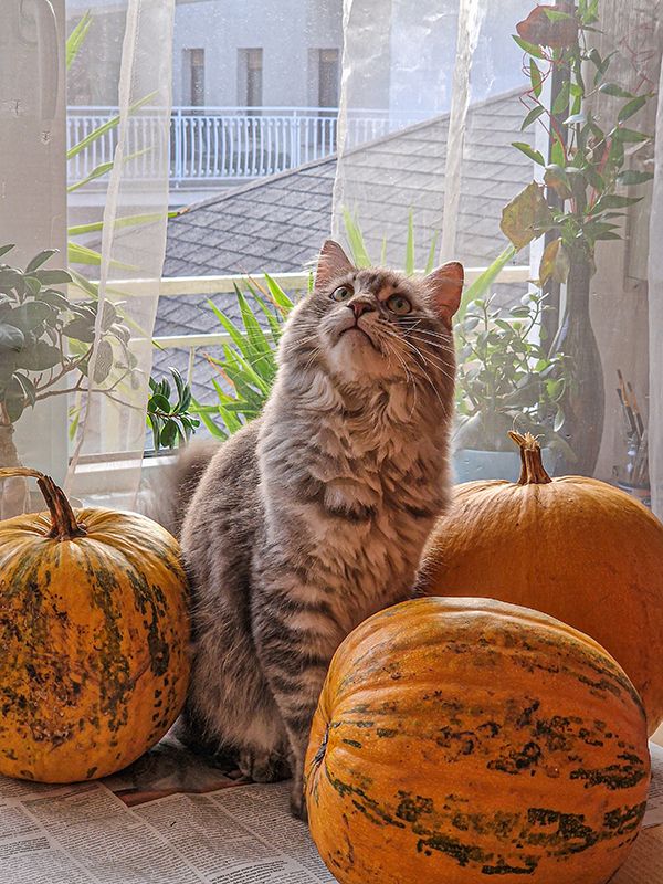4catsBlog_31.10_Halloween mit Stubentiger_Beitragsbild2