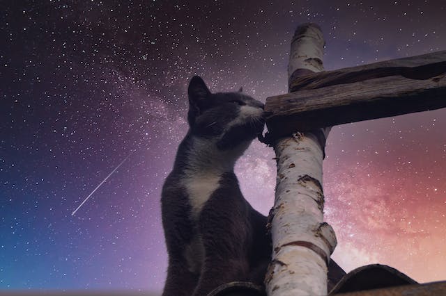 Katze vor Sternenhimmel 