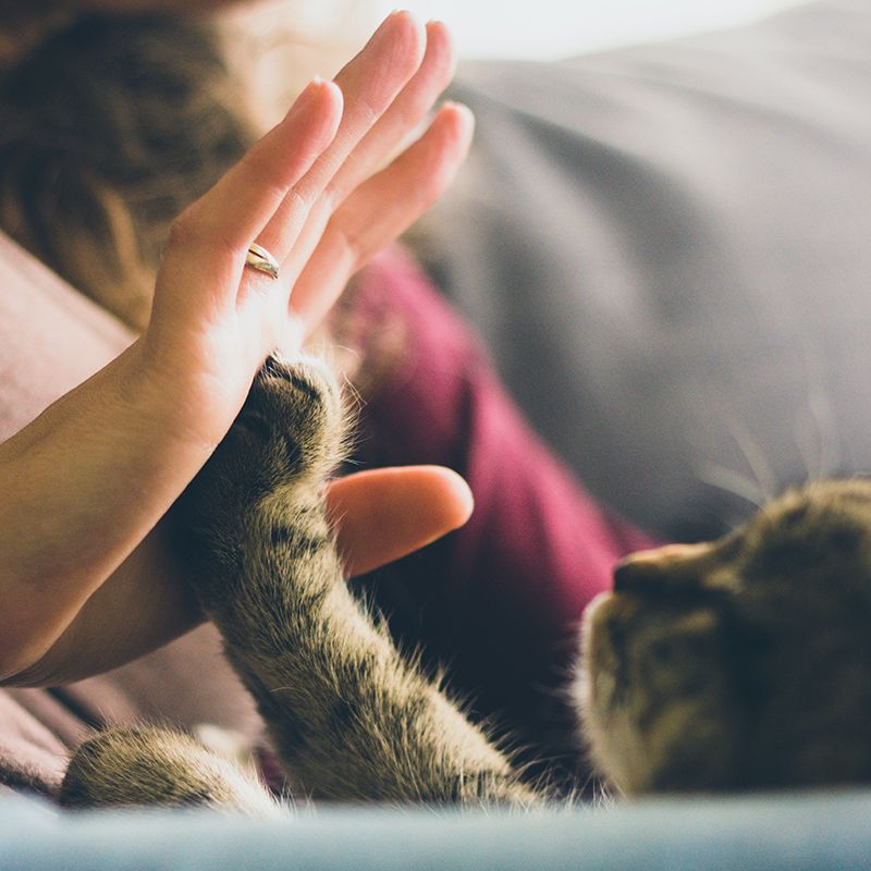 High five zwischen Mensch und Katze