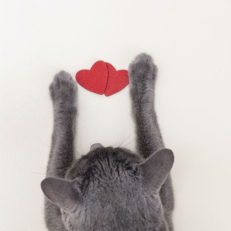Aufnahme graue Katze von oben mit zwei Herzen in den Pfoten