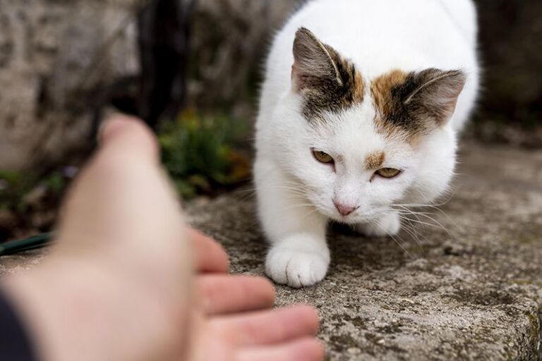 4catsBlog_1.3.24_Katze entlaufen_Titelbild